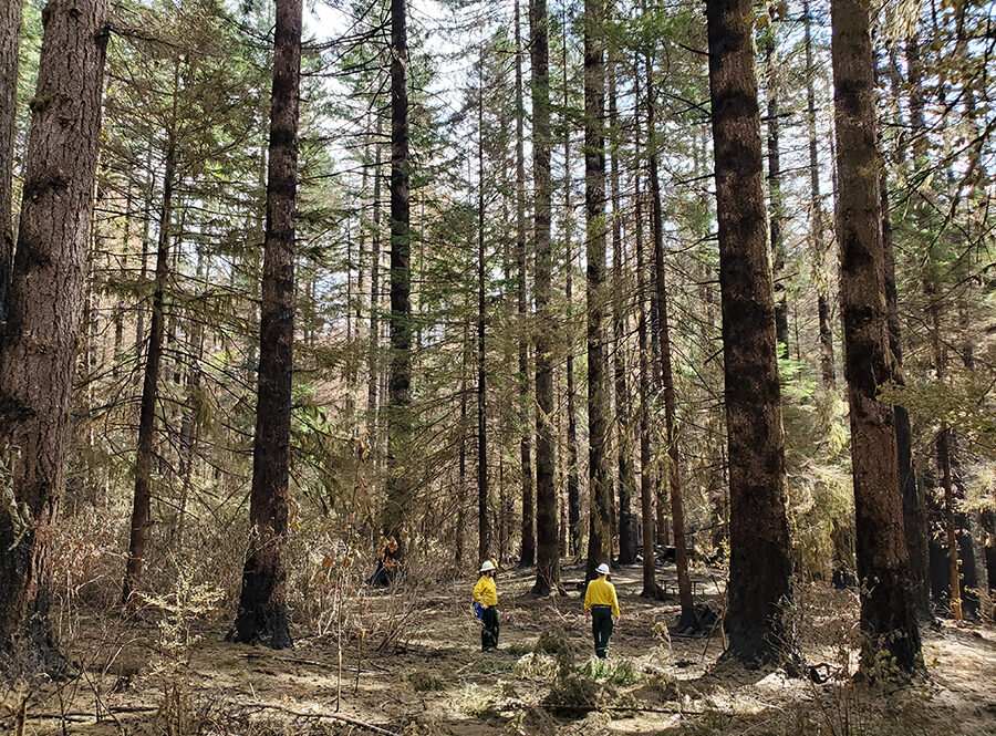 State crews work on restoring portions of the Santiam State Forest that were burned in the 2020 wildfires. More than 16,000 of the forest’s 47,000 acres were affected by the fires, and restoration work continues.
