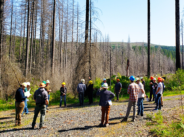 Oregon Department of Forestry officials view a damaged section of the Santiam State Forest near Shellburg Falls while participating in a tour last May. JAMES DAY
