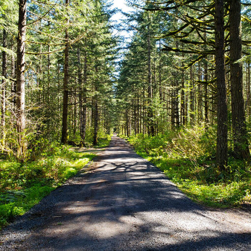 Here is a look at Shellburg Road as you enter the Shellburg Falls recreation area in the Santiam State Forest. Oregon Department of Forestry and Marion County officials have received complaints from residents along Wagner Road, which feeds into the Shellburg Falls area from Highway 22, about speed, noise and dust. The photo does not show Wagner, but the roads are similar – narrow, gravel, forested and often hilly. James Day